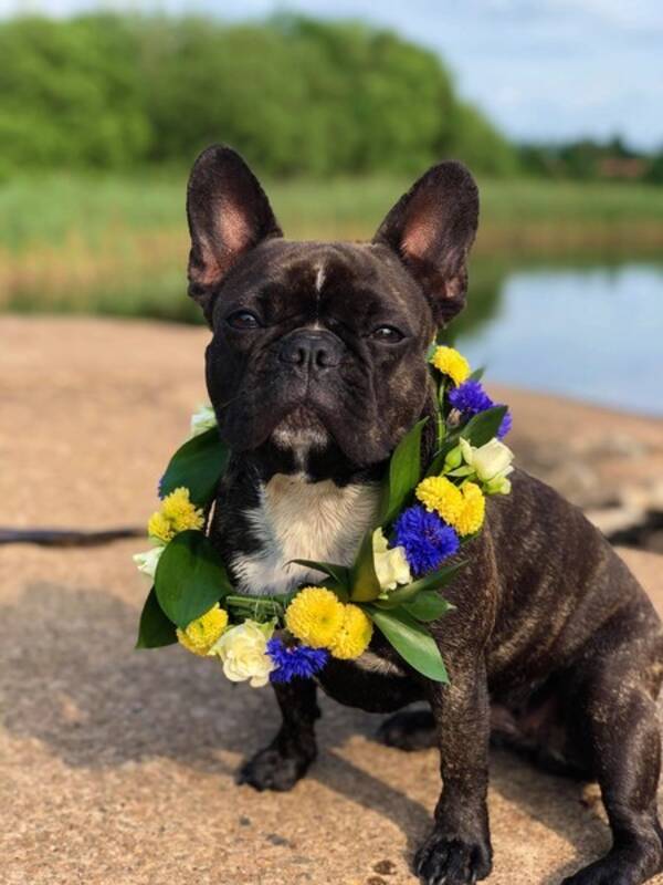 Hund - Engla