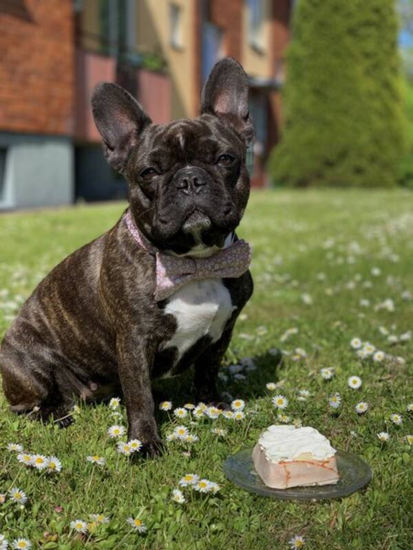 Hund - Engla