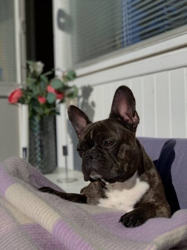 Hund - Engla