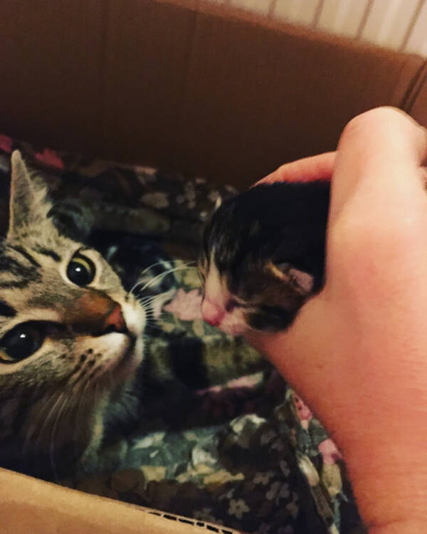 Katt - Frjdis med sin frstfdda unge