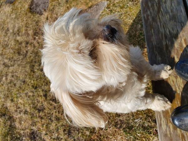 Hund - Bichon Havanais/shih tzu