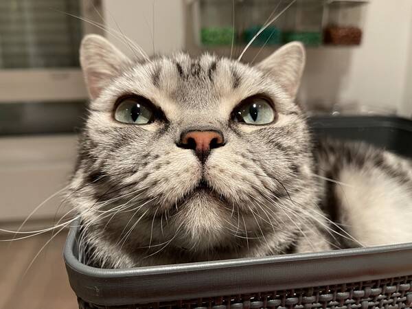 Katt - Isak, Britisk Korthår Katt - Isak, Britisk Korthår