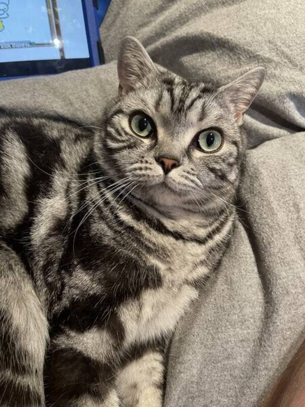 Katt - Isak, Britisk Korthår Katt - Isak, Britisk Korthår