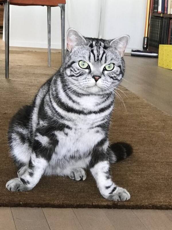 Katt - Isak, Britisk Korthår Katt - Isak, Britisk Korthår