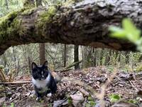 Skogskatt, My Skogskatt, My