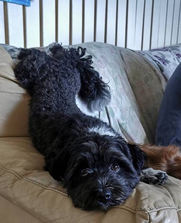 Hund - Bichon havanaisen Saga