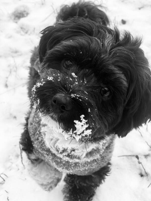 Hund - Bichon havanaisen Saga