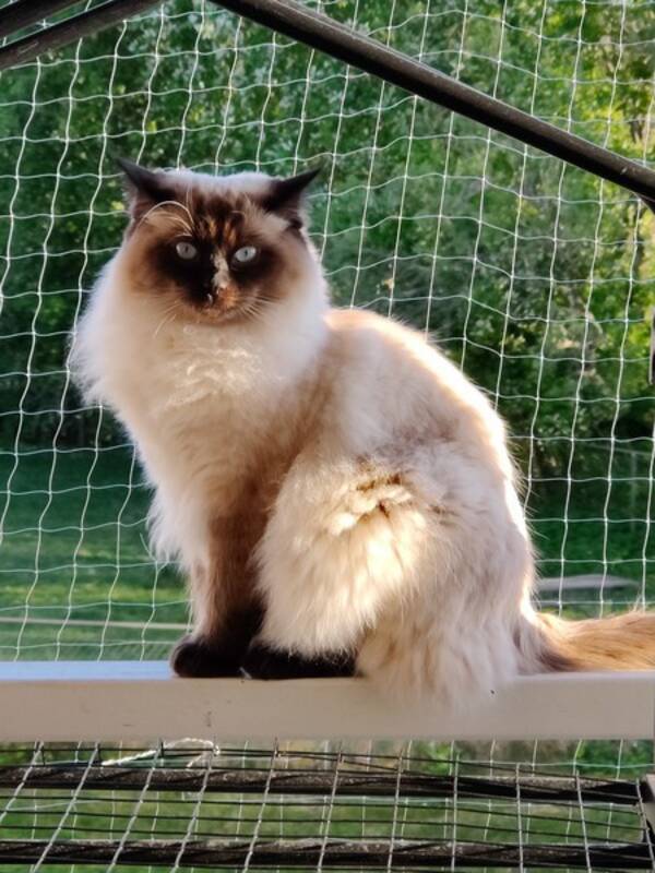 Katt - Aston, fdd 20210713, ragdoll.
