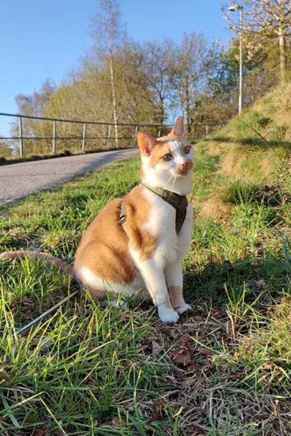 Katt