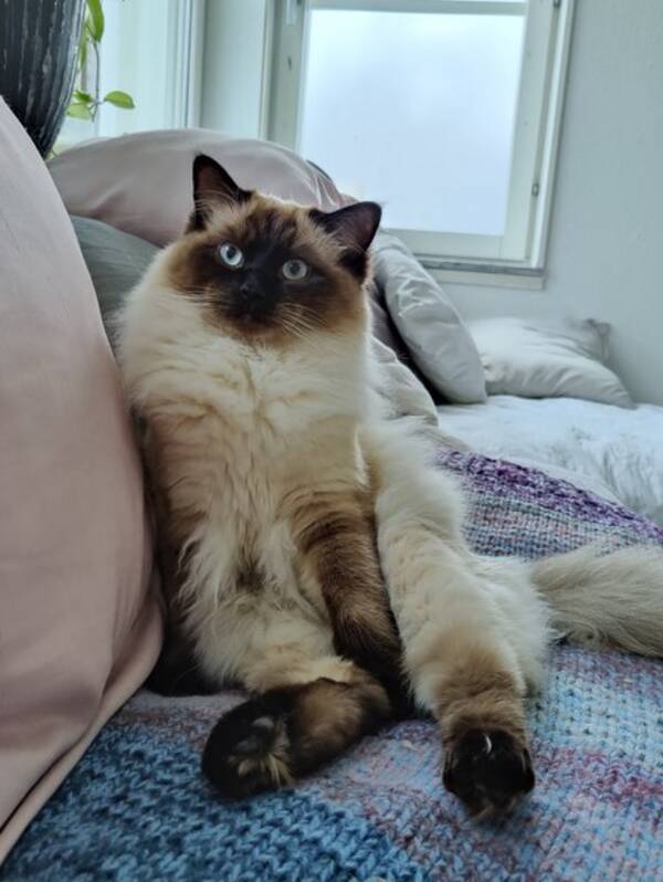 Katt - Aston, fdd 20210713, ragdoll.