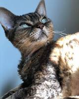 Mira og pia Mira og pia