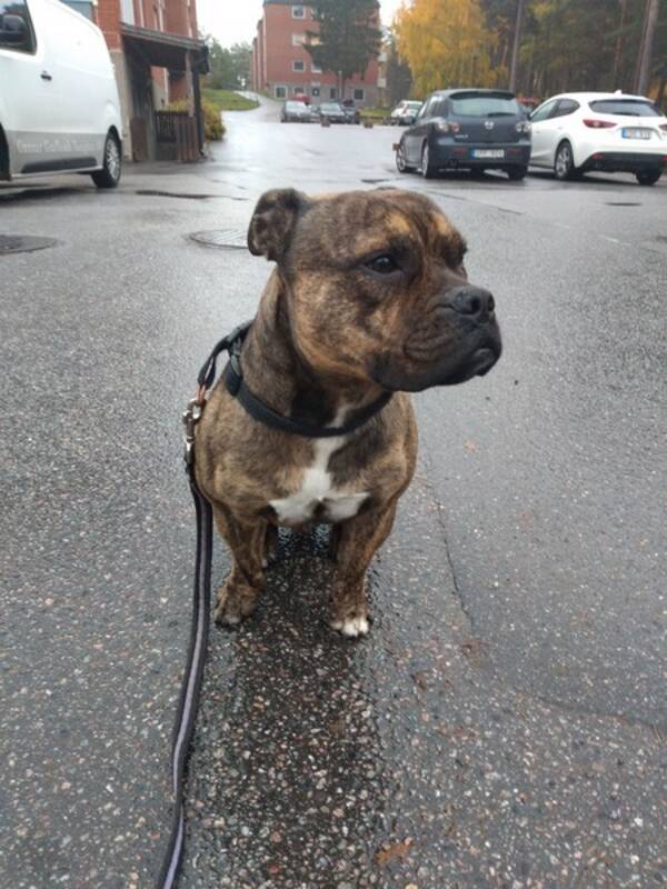 Hund - Blandrasen Amo (Engelsk staff & olde Eng