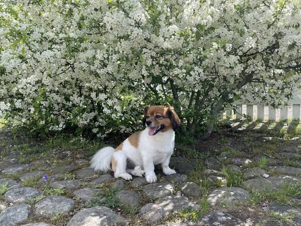 Hund - Ringo star och Stella 