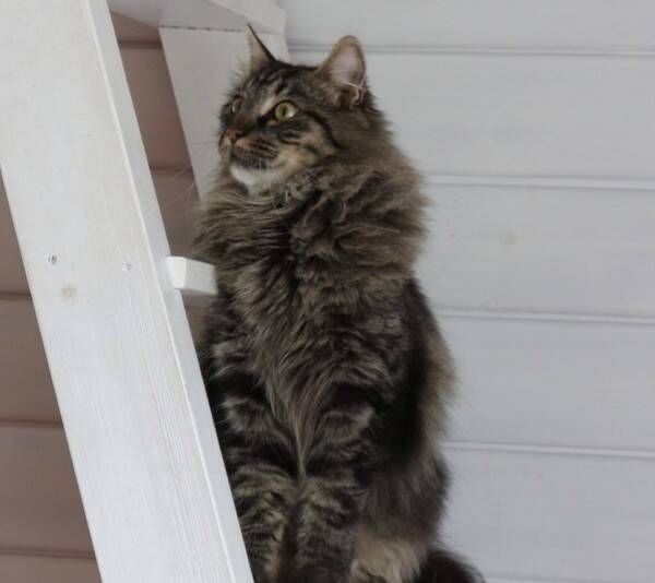 Katt - Katten Sixten