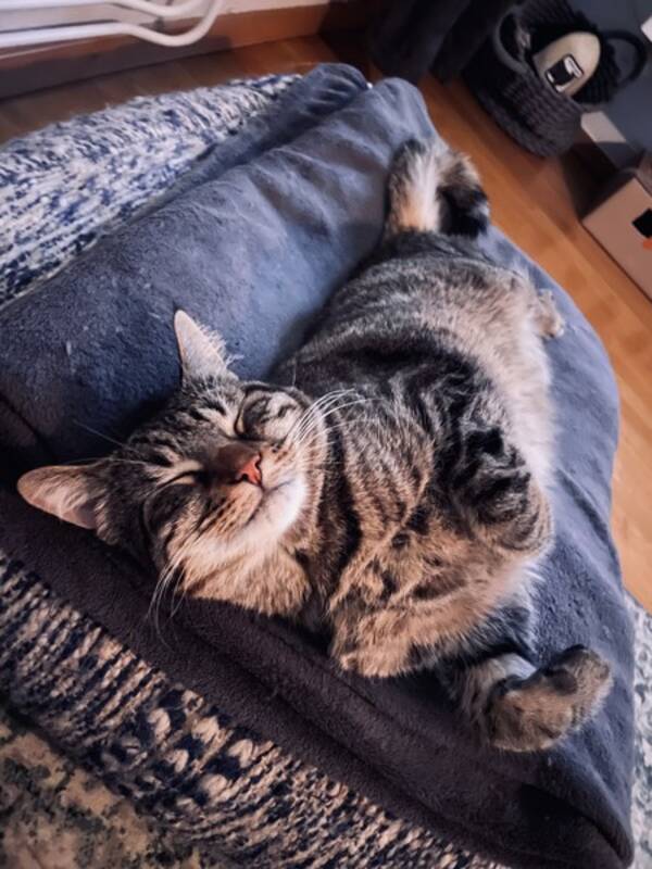Katt - Huskatten Bengan 
