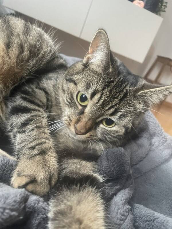 Katt - Huskatten Bella