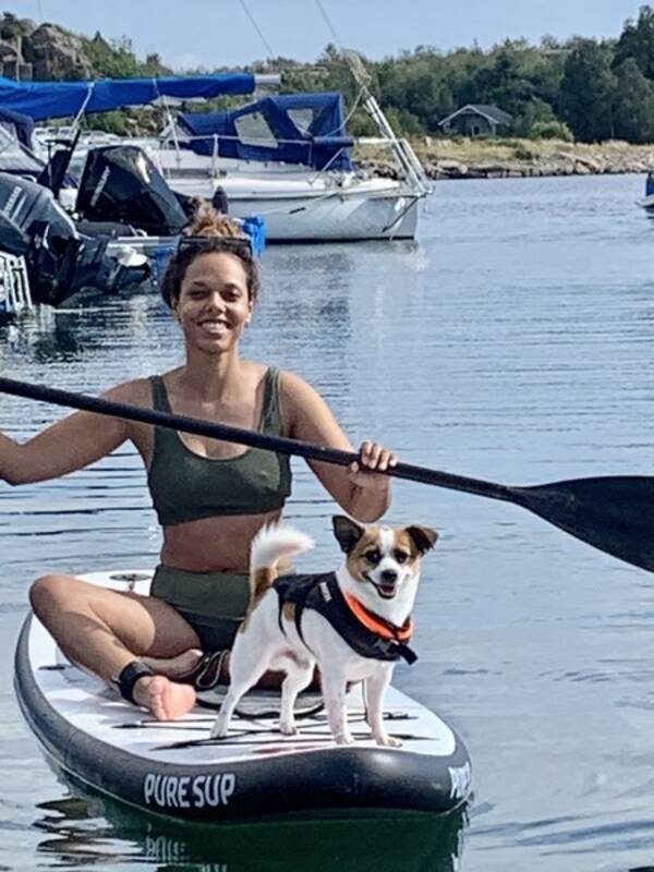 Hund - Jack Russel/Pomeranien Hund - Jack Russel/Pomeranien