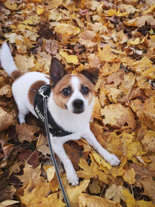 Hund - Jack Russel/Pomeranien