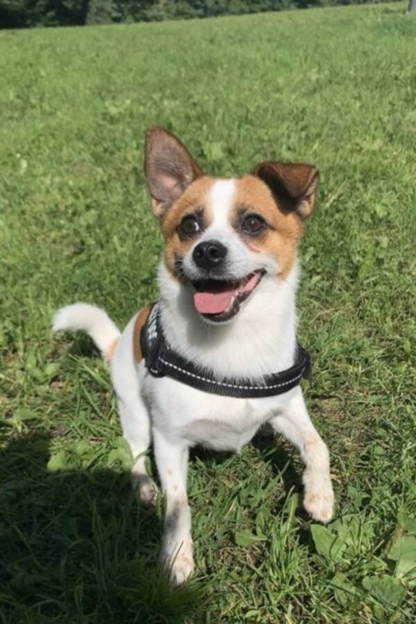 Hund - Jack Russel/Pomeranien