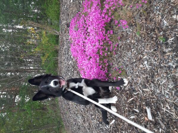 Hund - Border Collie