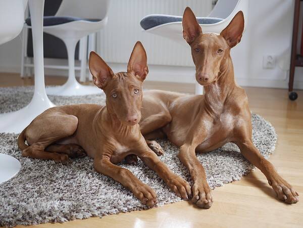 Hund - Zeldah och Zaphir - Faraohundar Hund - Zeldah och Zaphir - Faraohundar