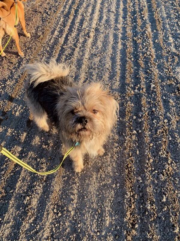 Hund - Hunden Whiskey 