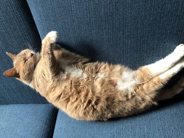 Katt - Tiger aka. Garfield