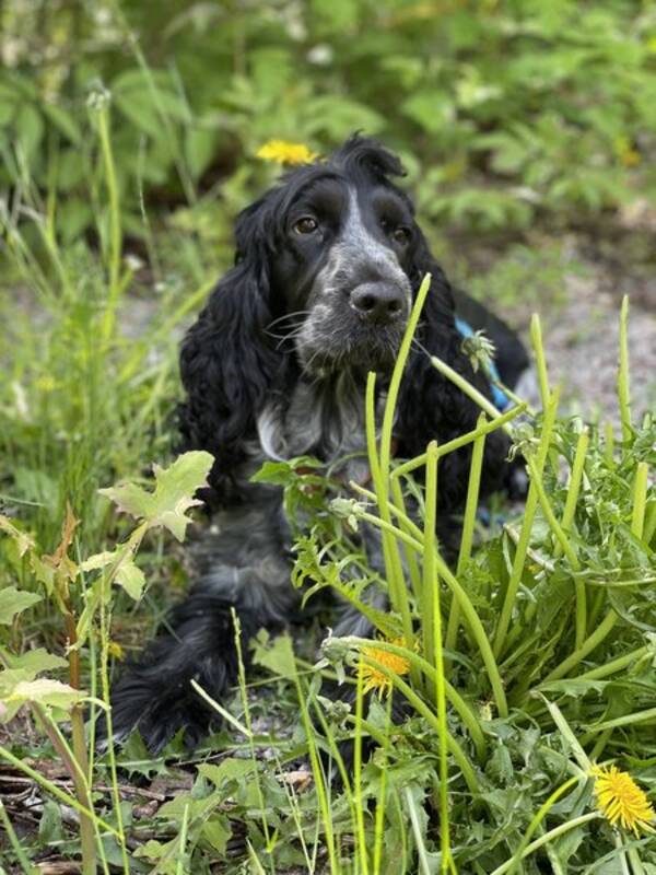 Hund - Cockerspaniel  Hund - Cockerspaniel