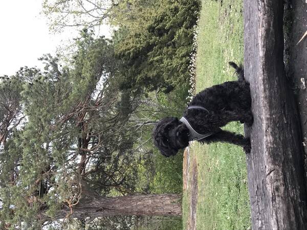 Hund - Schnoodle Ellie