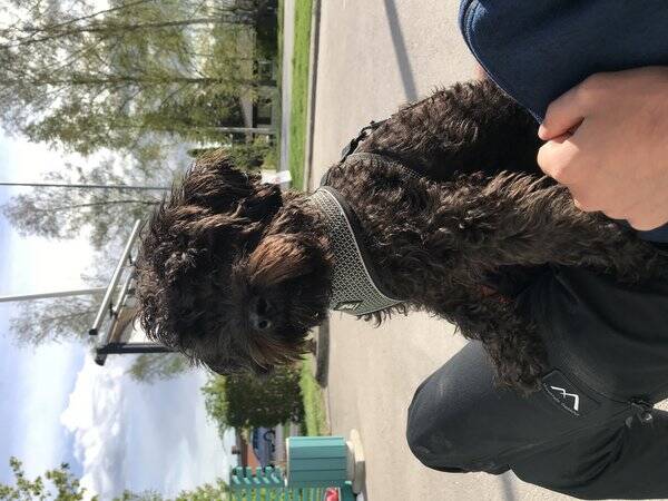 Hund - Schnoodle Ellie