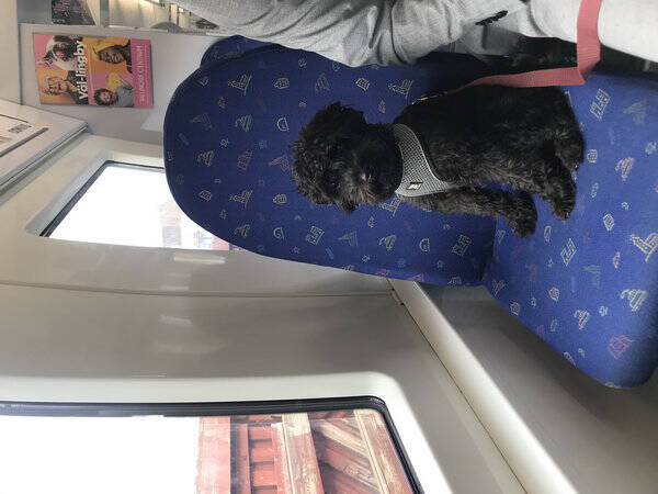 Hund - Schnoodle Ellie