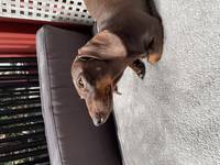 Dachshund Rico 