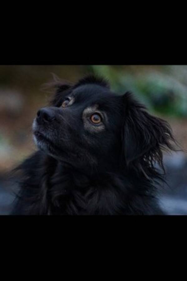 Hund - Mellomstor hund kokoni  Hund - Mellomstor hund kokoni