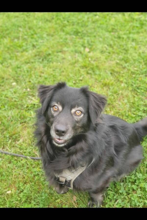 Hund - Mellomstor hund kokoni  Hund - Mellomstor hund kokoni