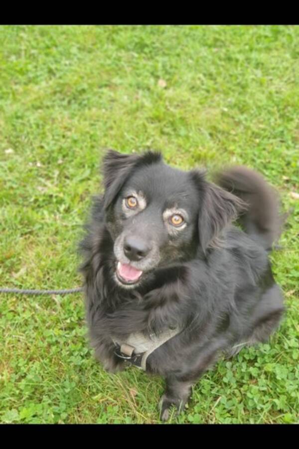 Hund - Mellomstor hund kokoni  Hund - Mellomstor hund kokoni