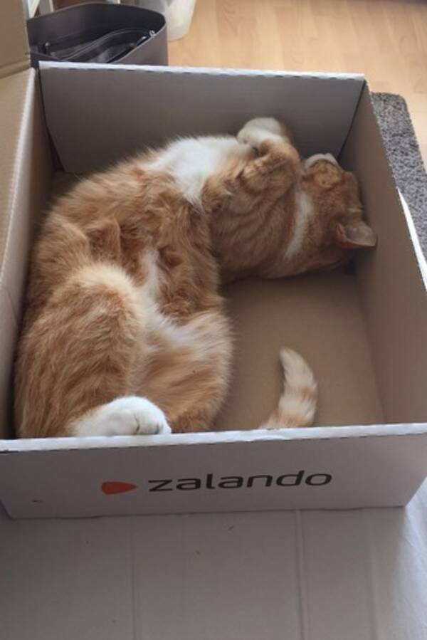 Katt - Skepparkatt