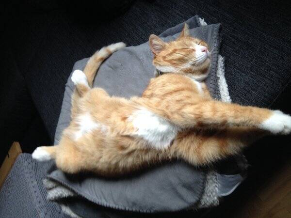 Katt - Skepparkatt