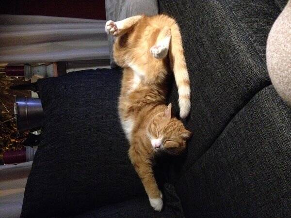 Katt - Skepparkatt
