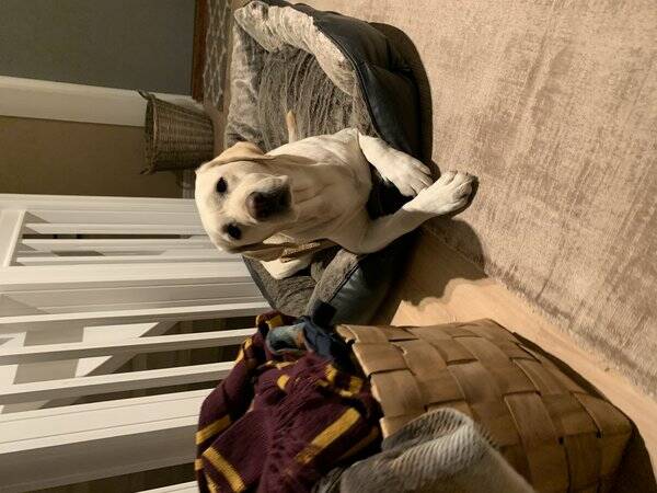 Hund - Labradoren Fridah Hund - Labradoren Fridah