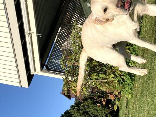 Hund - Labradoren Fridah Hund - Labradoren Fridah