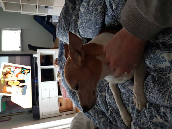 Hund