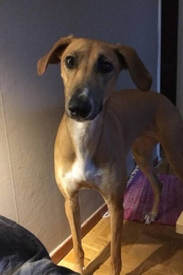 Hund - Lurcher Agnes 