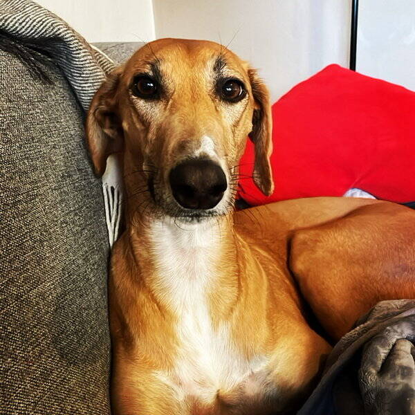 Hund - Lurcher Agnes 