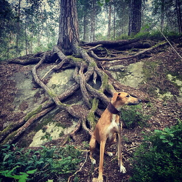 Hund - Lurcher Agnes 