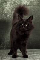 GIC sE*Caiporas Camaro GIC sE*Caiporas Camaro