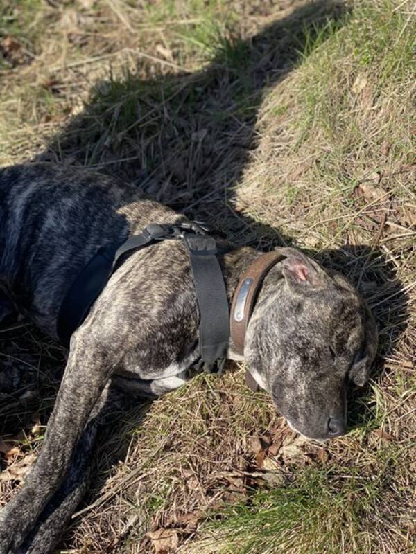 Hund - En hund 