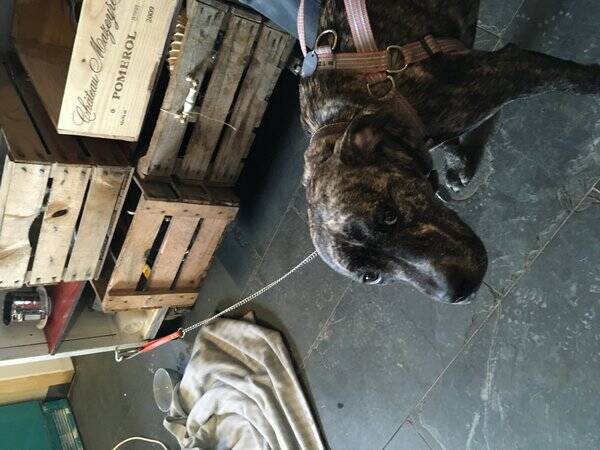 Hund - En hund 