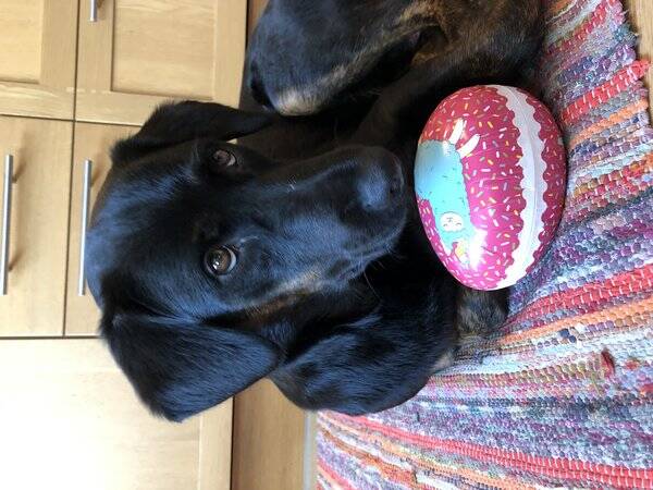 Hund - Blandrasen Doris 1 r