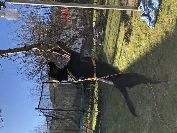 Hund - Blandrasen Doris 1 r