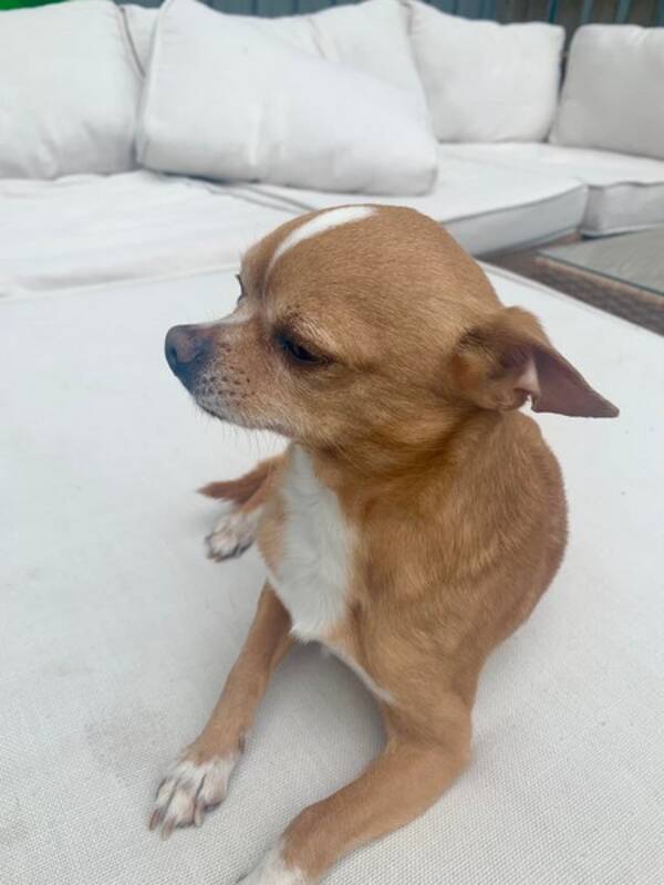 Hund - Messie, Chihuahua Hund - Messie, Chihuahua